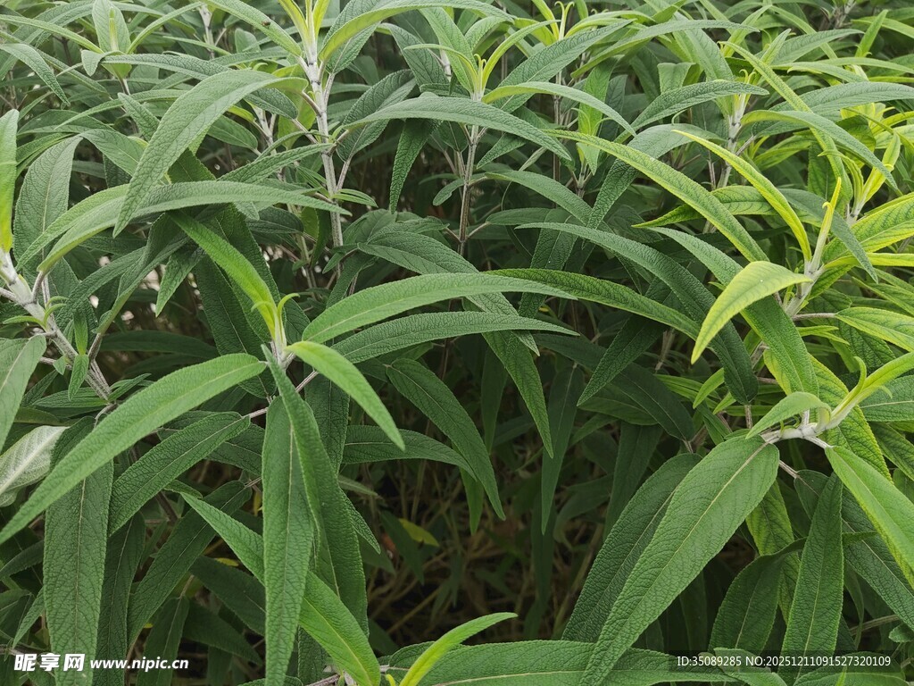 翠绿繁茂的植物景观