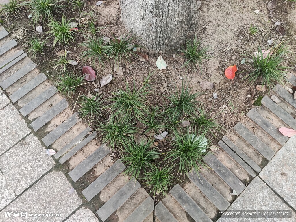 砖缝间生长的绿色小草