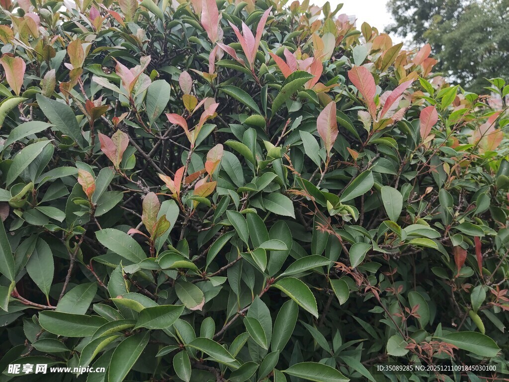 绿叶红梢的繁茂植物