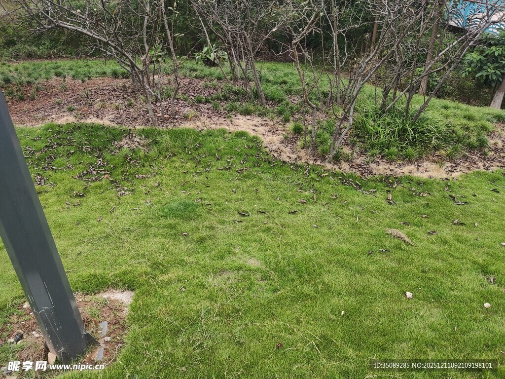 户外翠绿草地与树木景观