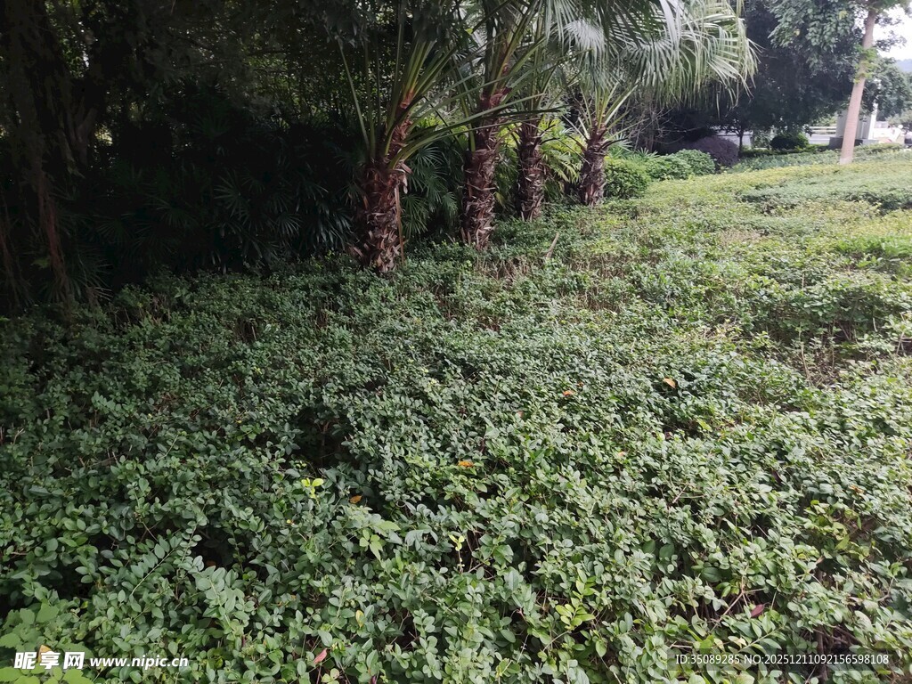 繁茂绿植覆盖的林间空地
