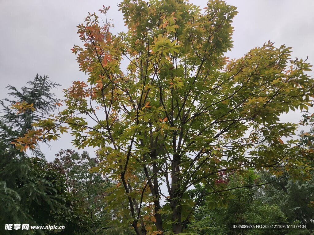 秋日多彩树木景观