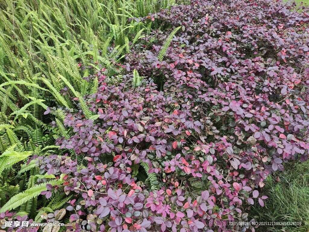 紫绿相间的多彩植物景观