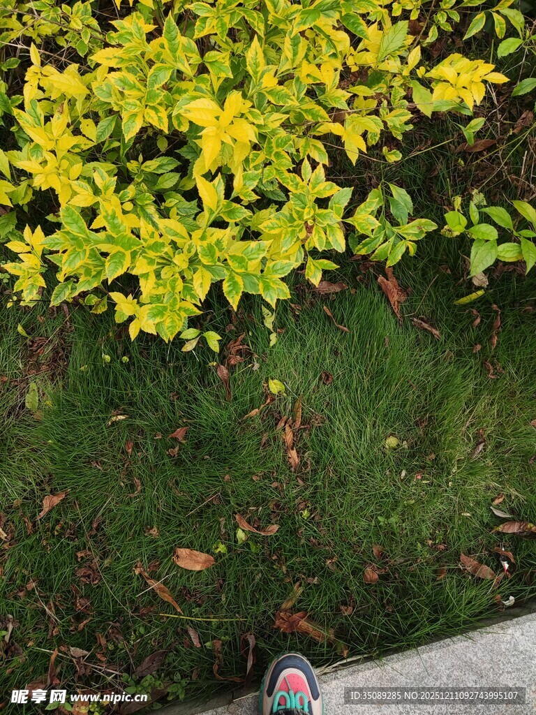 脚边的金黄绿植