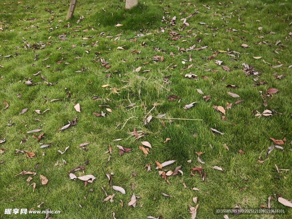 草地上散落的枯叶