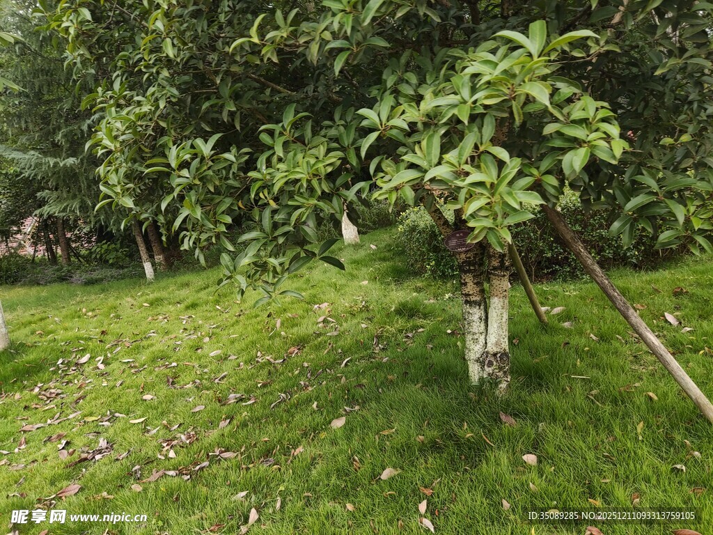 绿意盎然的庭院果树景观