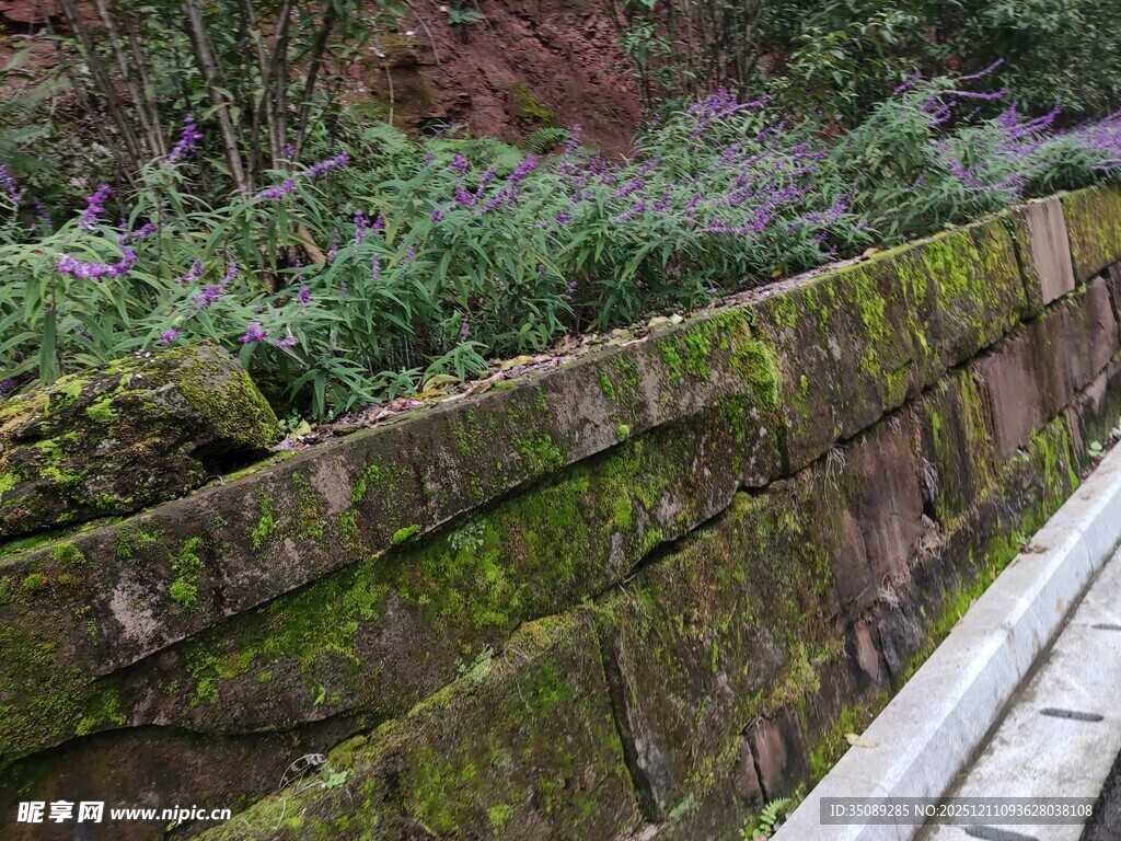 长满青苔的古朴石砌矮墙