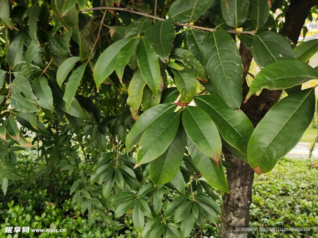 翠绿繁茂的树叶特写