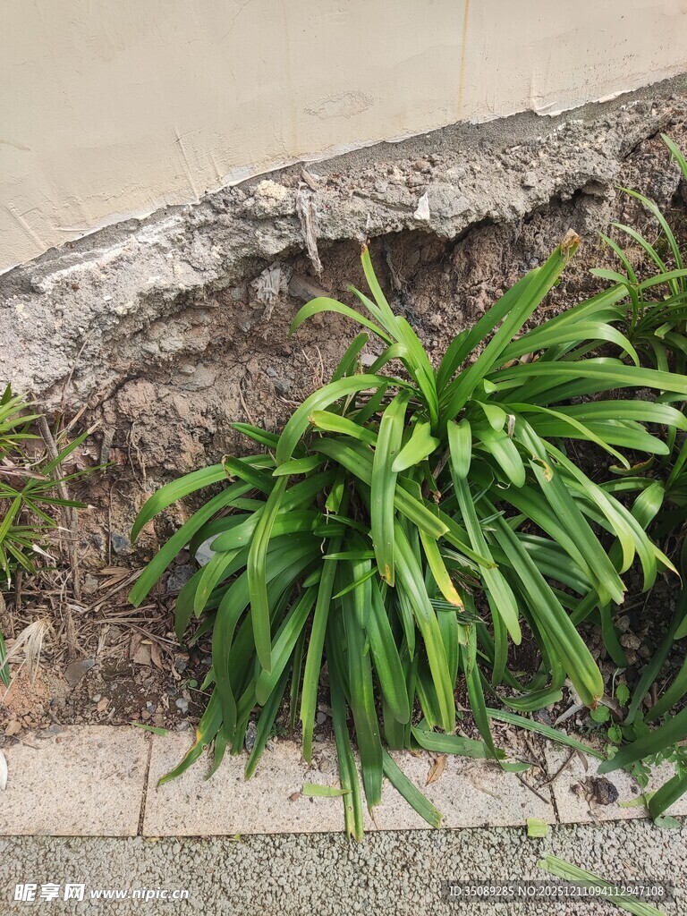 墙角绿植生机盎然