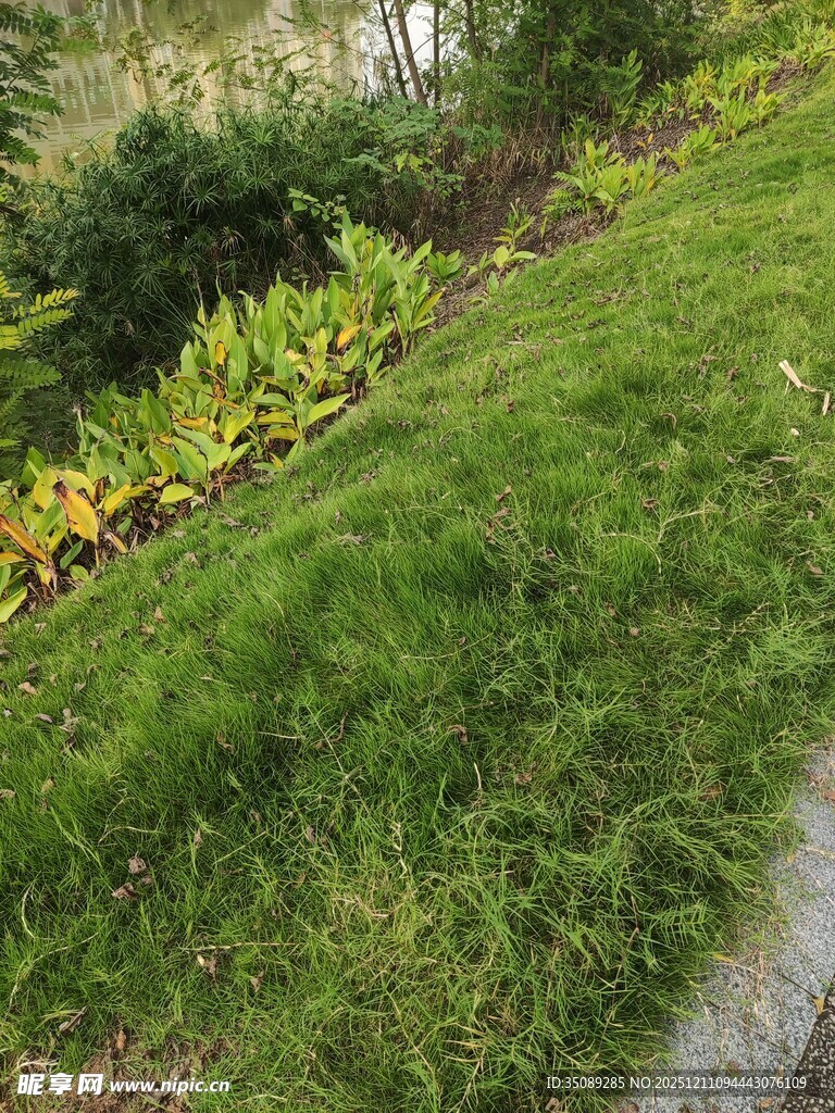 绿意盎然的斜坡景观