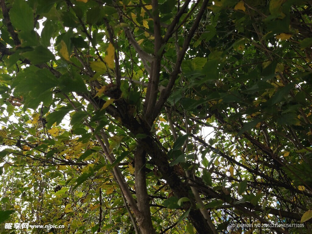 林间繁茂枝叶沐浴阳光