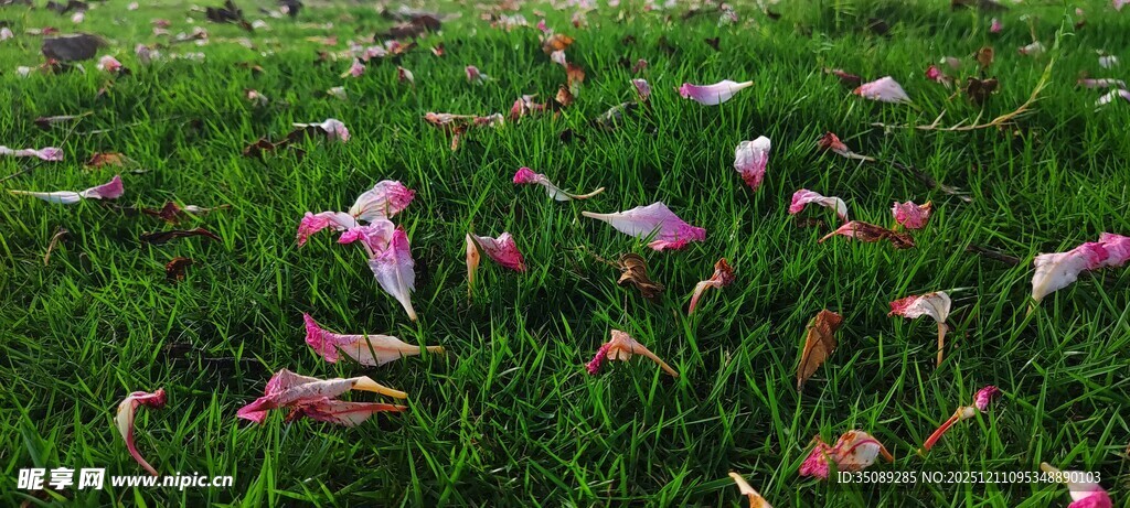 草地上绽放的多彩花朵