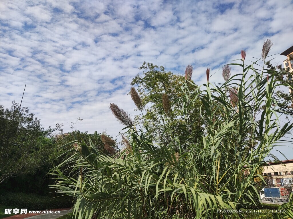 蓝天白云下的蓬勃绿植