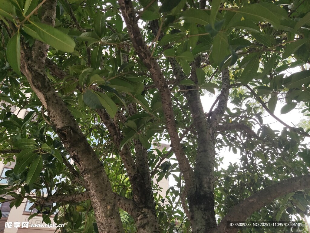 繁茂枝叶下的树干