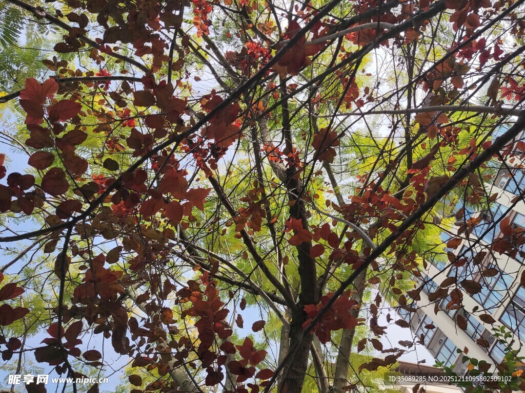 秋日斑斓树枝特写