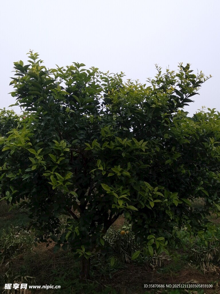 绿叶繁茂的树木