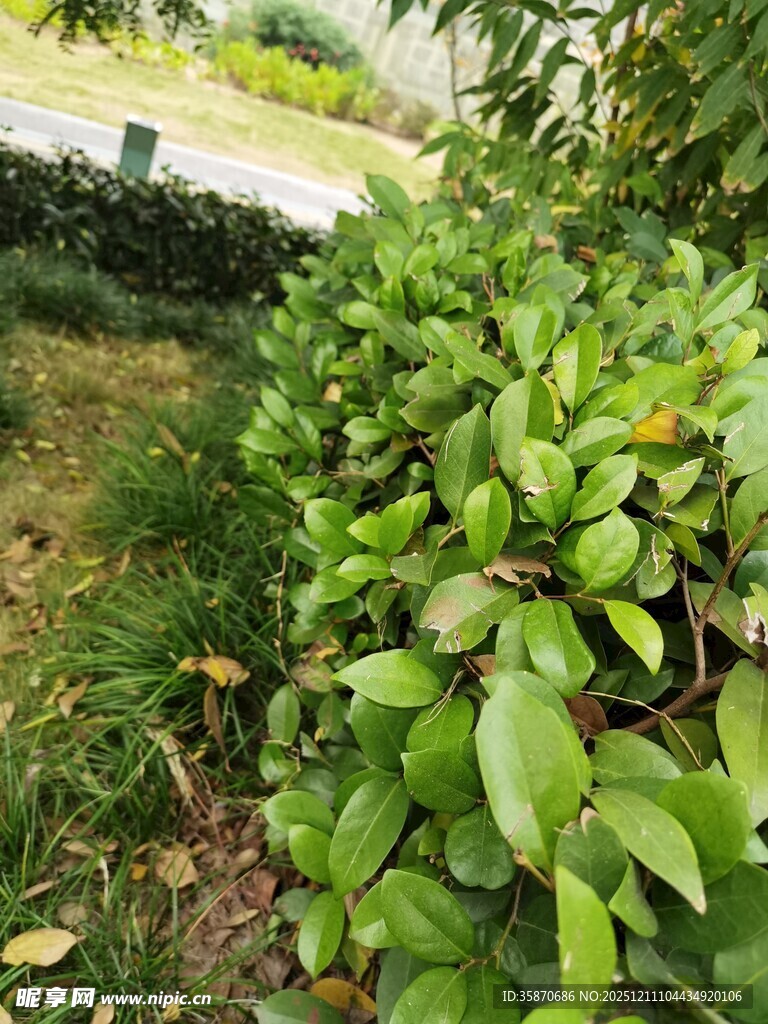 绿叶繁茂的灌木丛