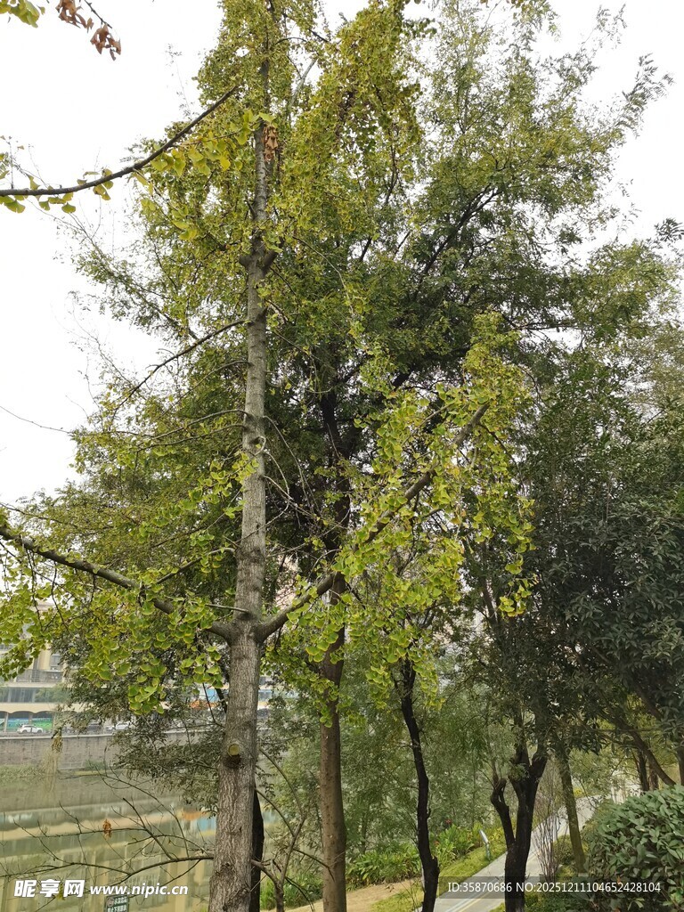 路边绿树成荫的自然景象