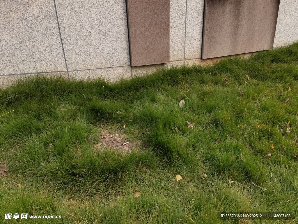 墙角处的小片草地