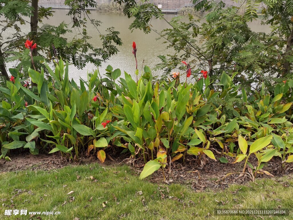 庭院中繁茂的绿植花卉
