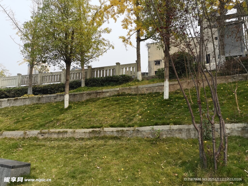 户外草地旁的树木景观