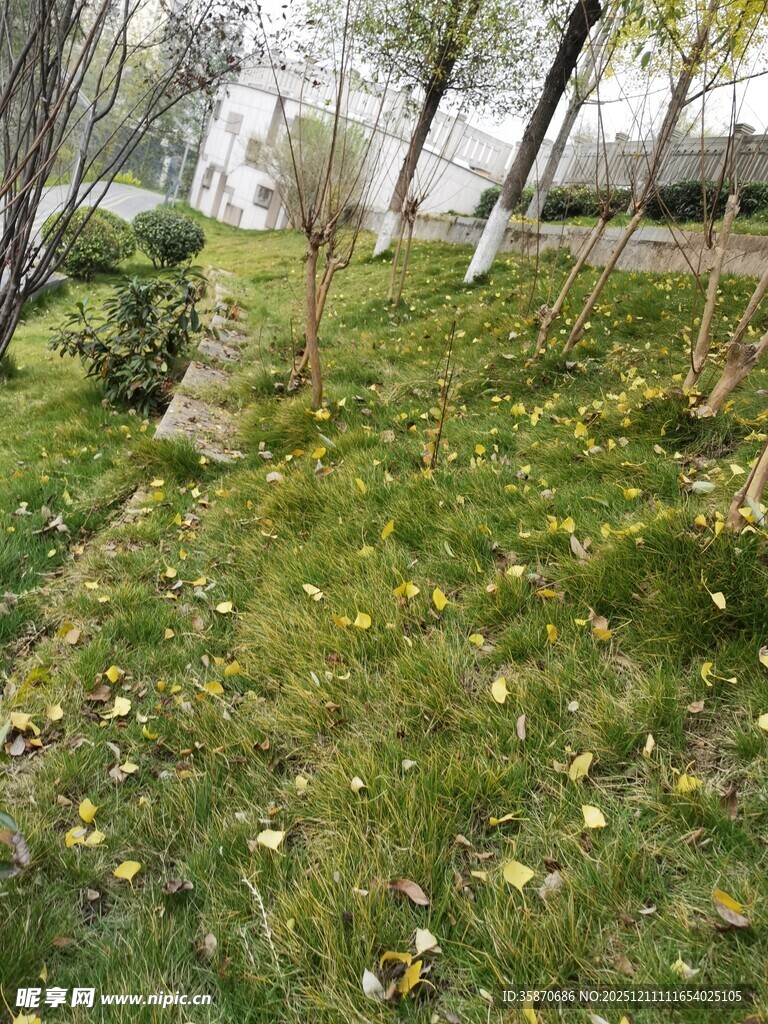 春日草地树木环绕的景致