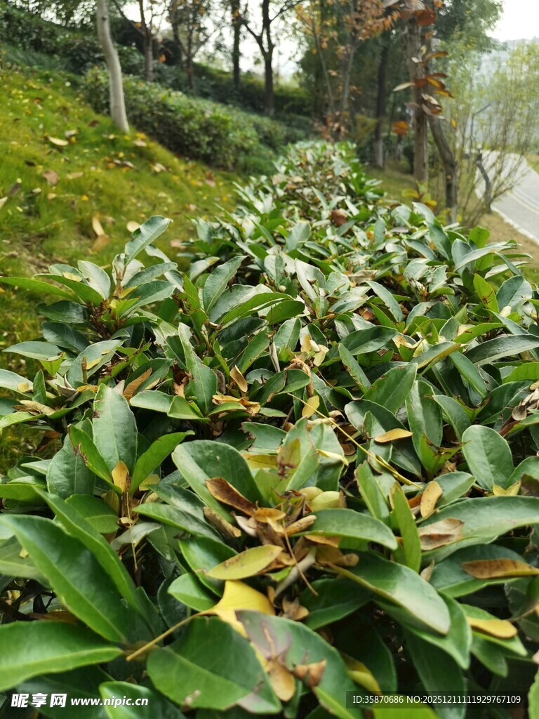 路边茂盛的绿植景观