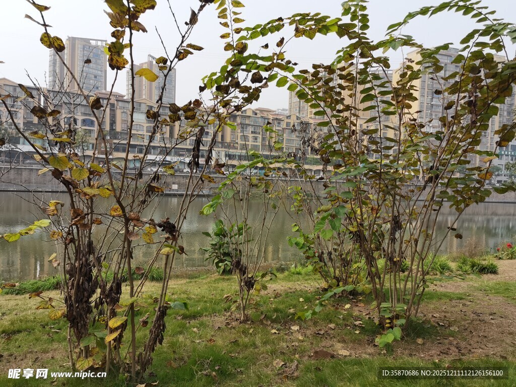 秋日河畔树木景致