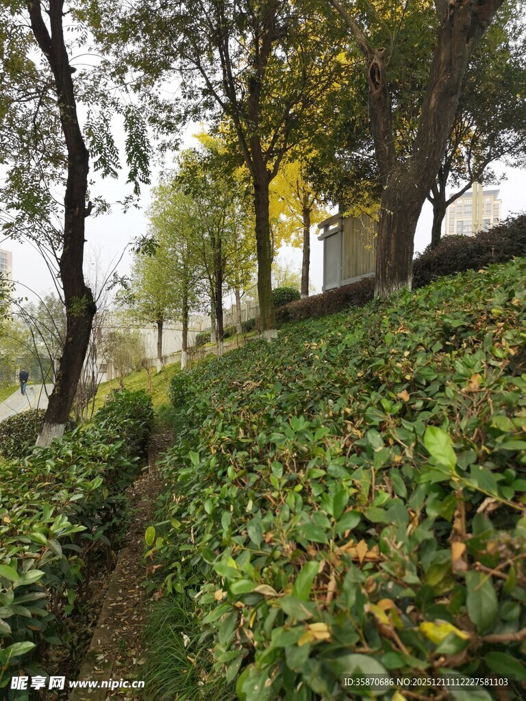 山间茶园小径秋意盎然