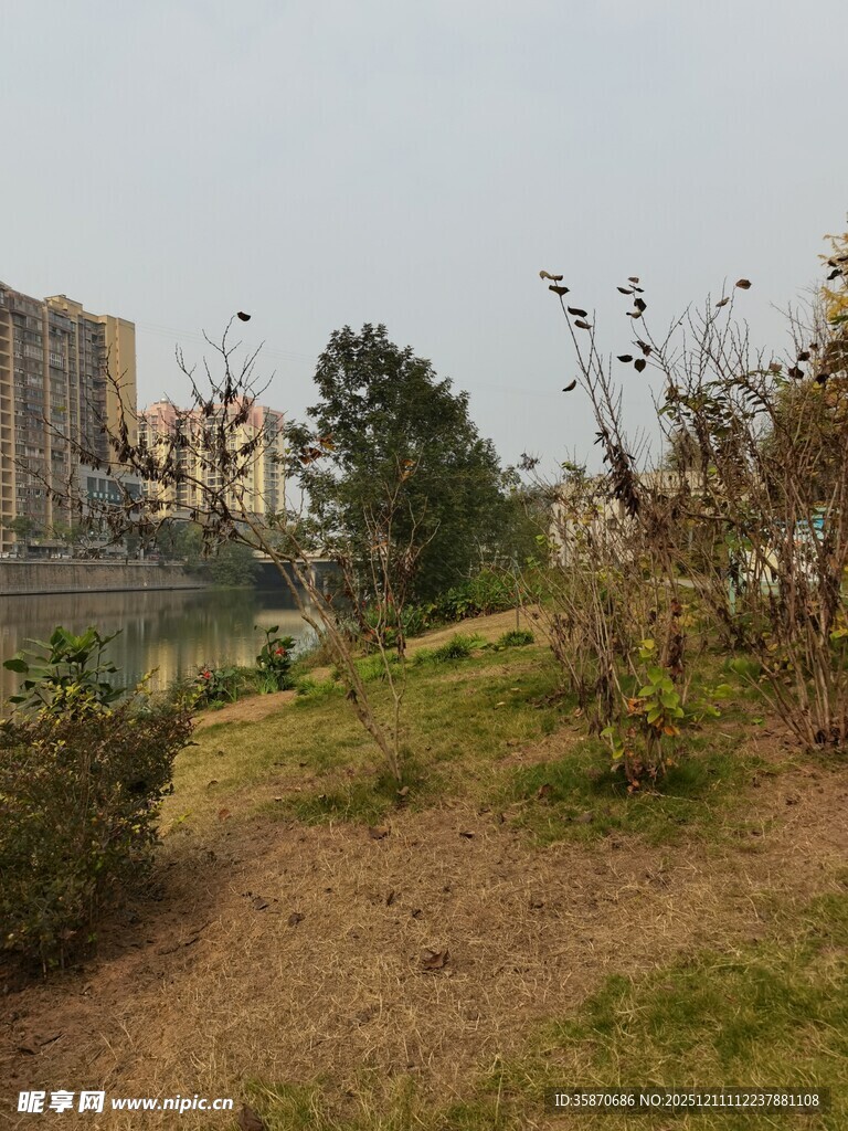 城郊草地与树木景观