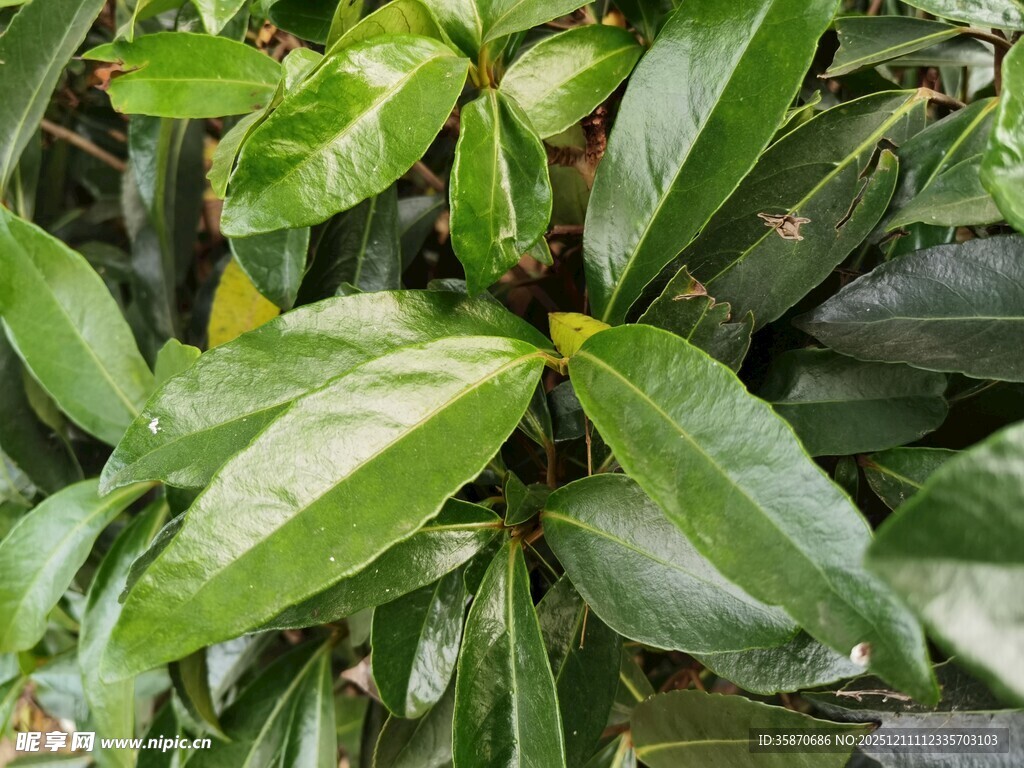 翠绿斑斓叶片特写