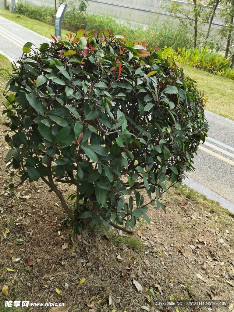 路边球形绿植景观