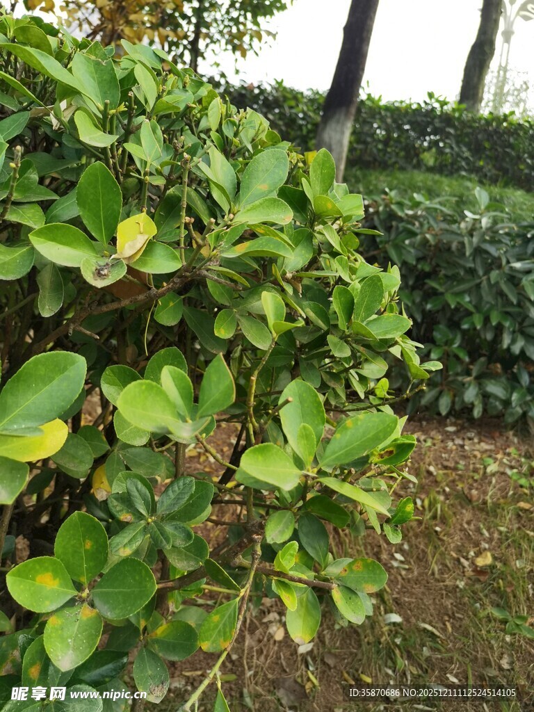 绿叶繁茂的灌木丛景观