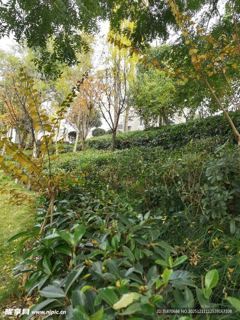 秋日林间绿意盎然的景致