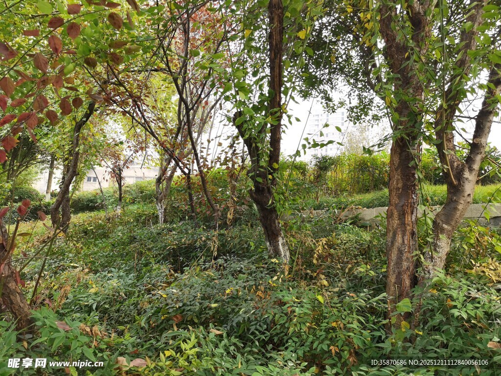 林间繁茂植被景观