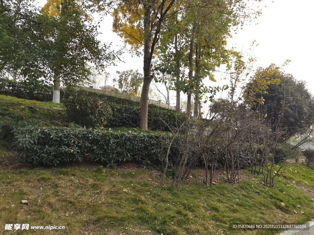 秋日公园绿植景观