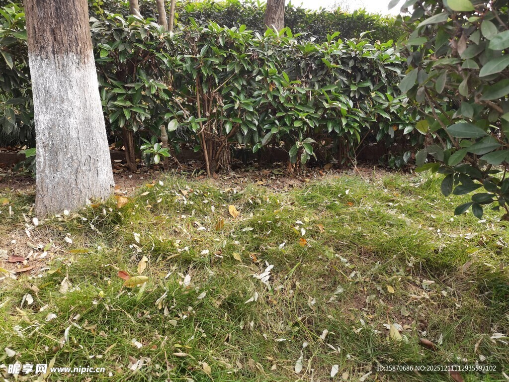 果园草地与树干景象