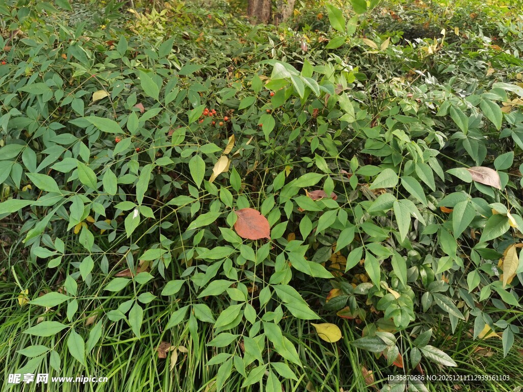 绿叶丛中的娇艳花朵