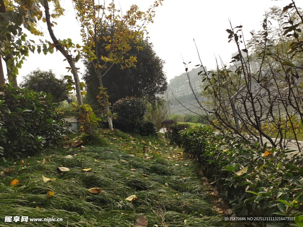 秋日静谧的绿植景观