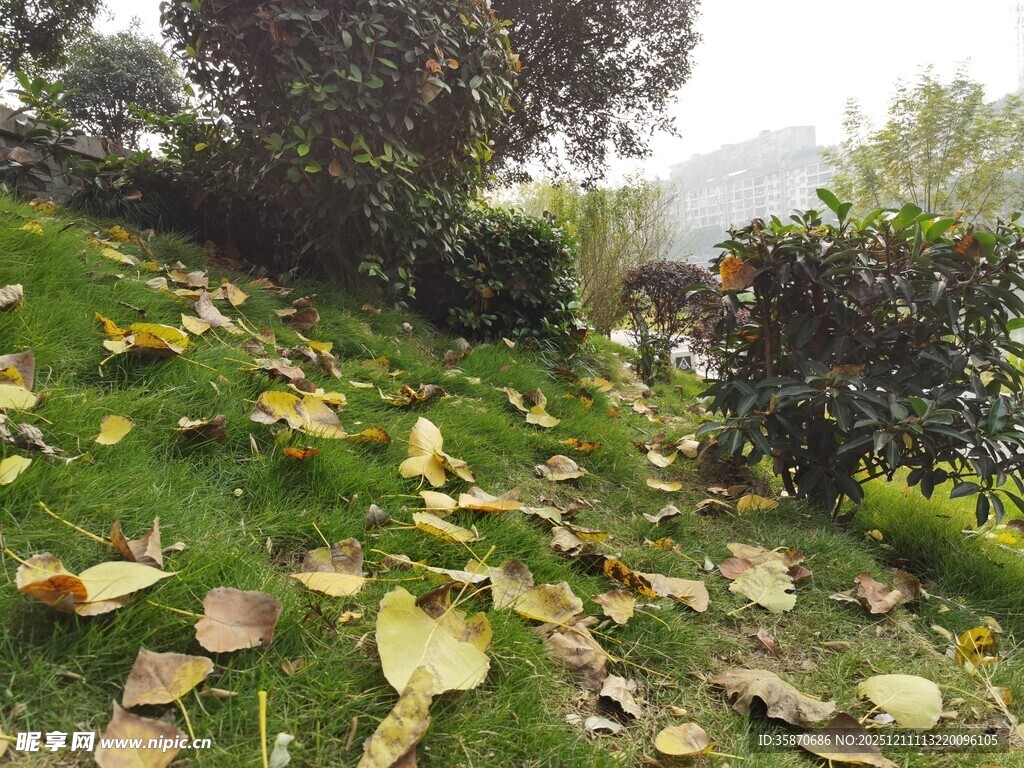 秋日草地落叶景观