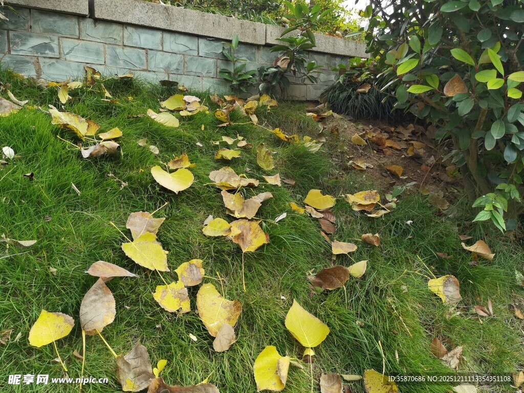 地上散落的黄绿相间树叶