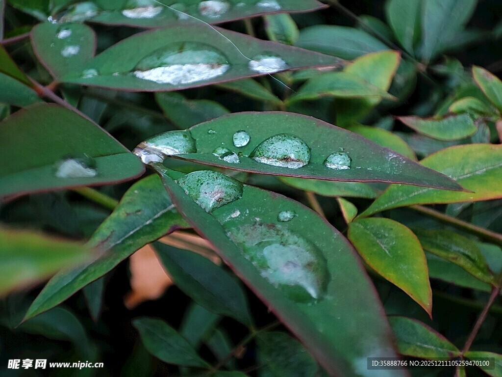 叶片上的晶莹水珠