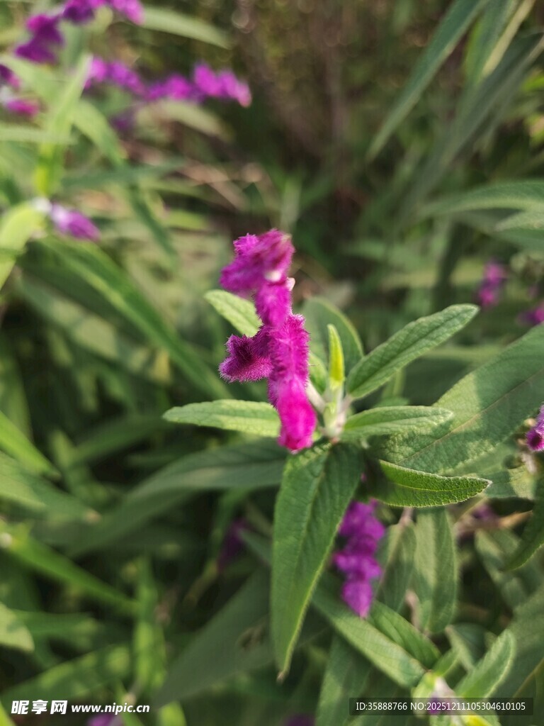 紫色花卉绽放绿意间