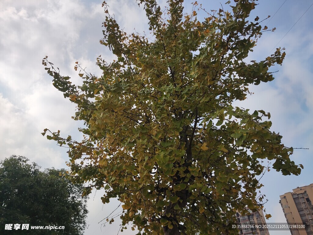 高大繁茂的街边绿树