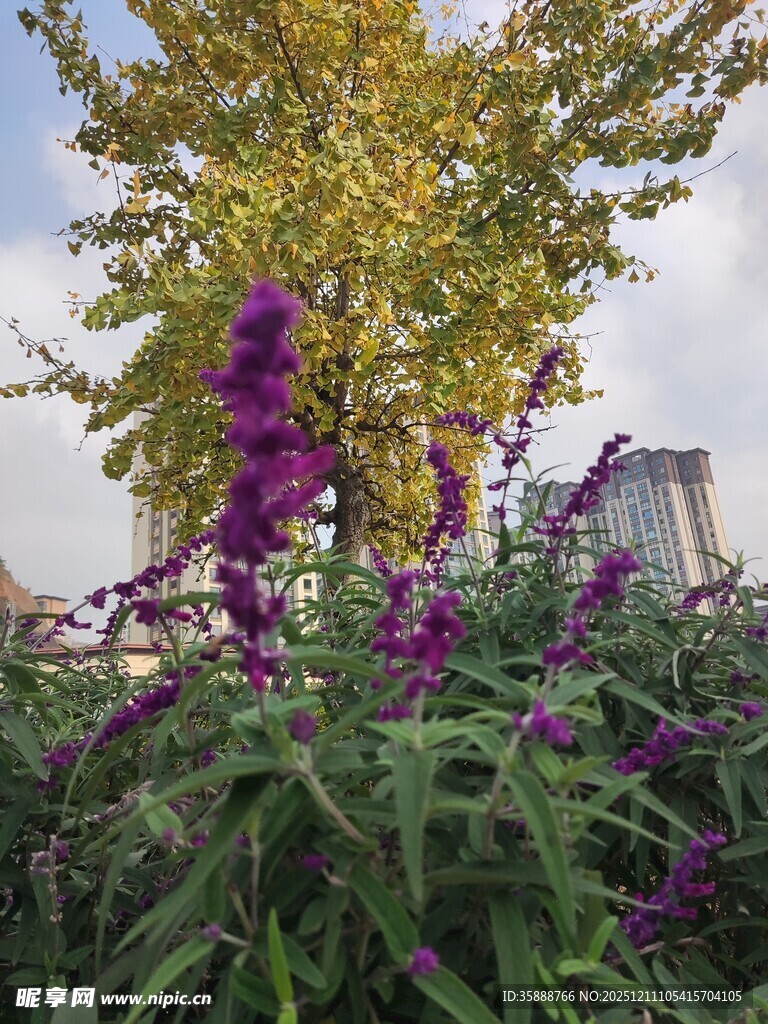 紫色花卉与金黄树木景观