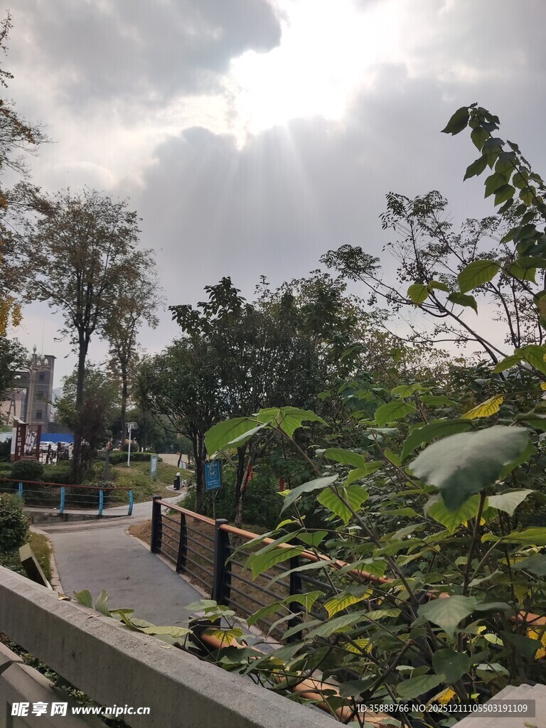 公园林荫小道自然景致