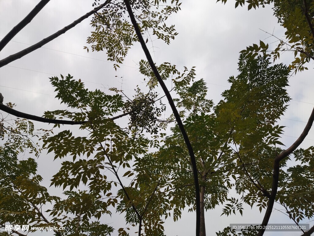 仰视葱郁树木枝叶