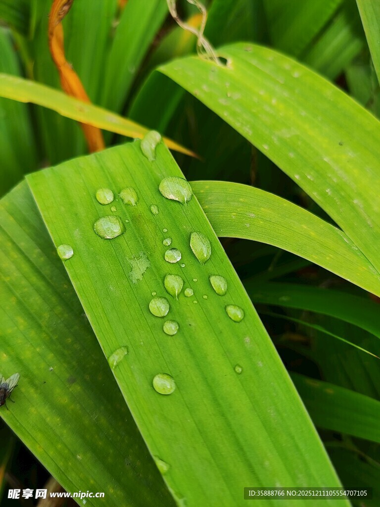 绿叶上的晶莹水珠