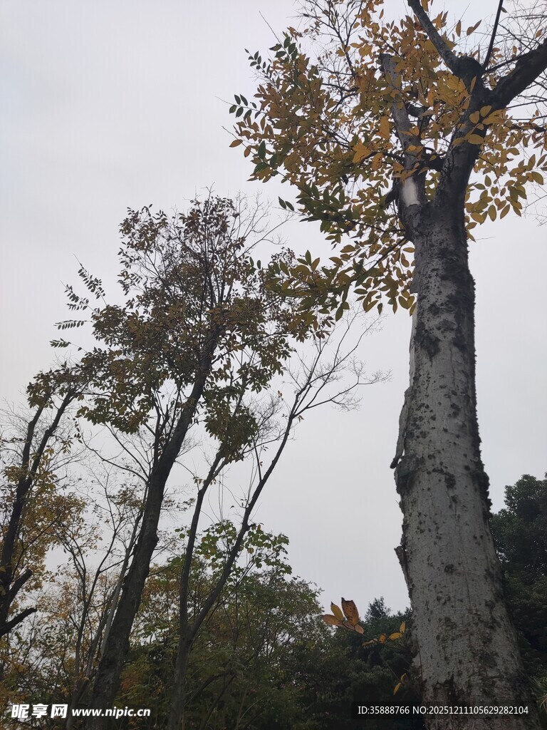 秋日挺拔树木景观