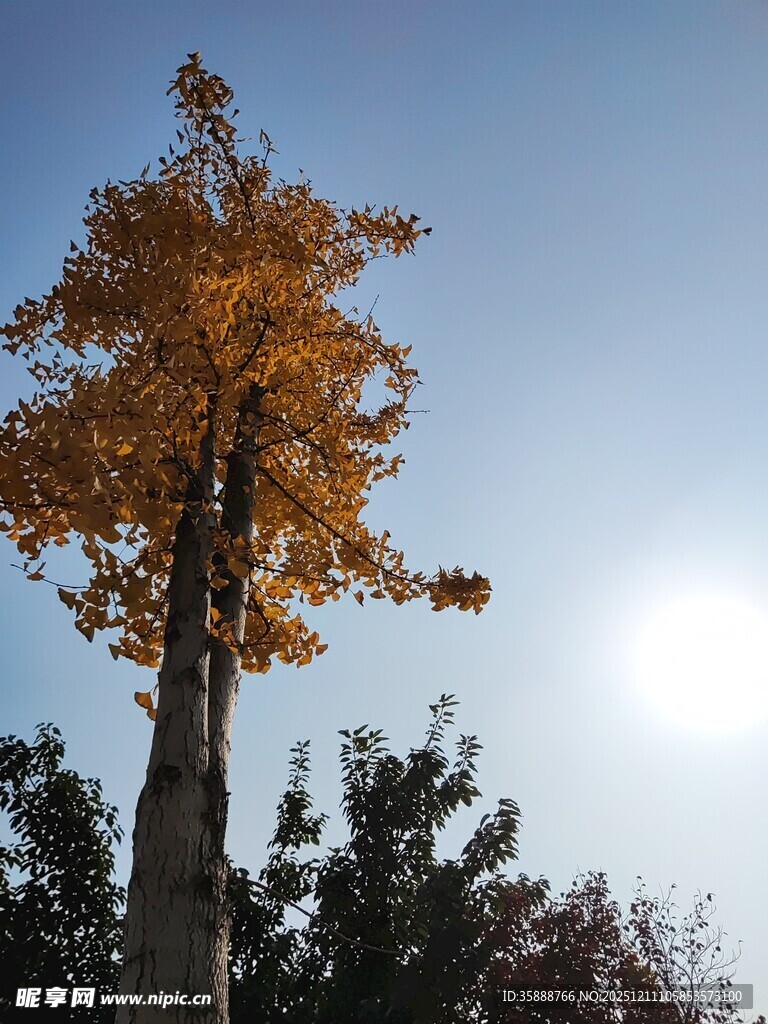 秋日阳光下的金黄银杏树